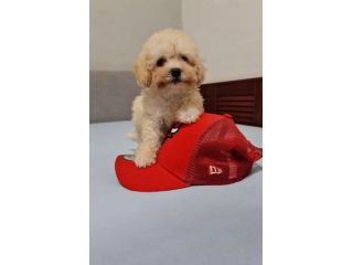maltese toy