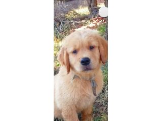 Cuccioli di Golden Retriever
