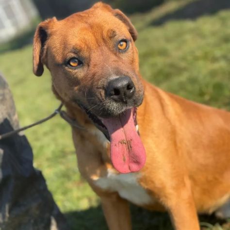 GHOST STUPENDO SIMIL BOXER CANE IN ADOZIONE