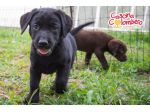 LABRADOR RETRIEVER CUCCIOLA