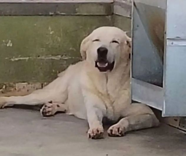 Armando 12anni simil Labrador in un angolo depresso.NAPOLI