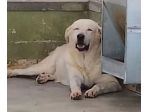 Armando 12anni simil Labrador in un angolo depresso.NAPOLI