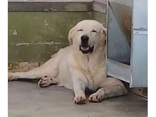 Armando 12anni simil Labrador in un angolo depresso.NAPOLI