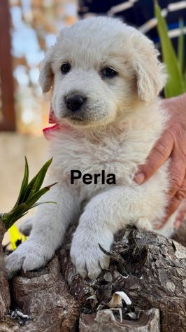 Cuccioli di maremmano - Foto 6