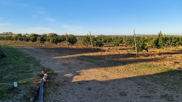 Rif. 02T Bernalda-Azienda agricola in vendita - Foto 7