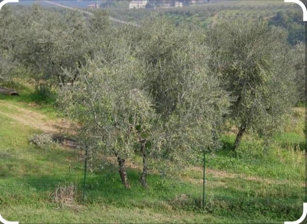 Terreno agricolo in vendita a Castra - Capraia e Limite 18000 mq  Rif: 1332153