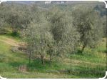 Terreno agricolo in vendita a Castra - Capraia e Limite 18000 mq  Rif: 1332153