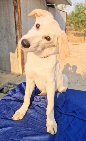 TEDDY,SALVIAMOLO DAL CANILE! - Foto 5