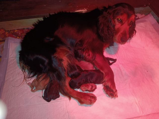 Cucciolo Coccer Spaniel maschio fulvo 3 mesi - Foto 9