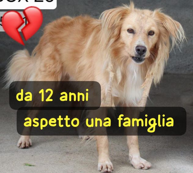 DEREK 12 ANNI taglia media IN CANILE DA SEMPRE…