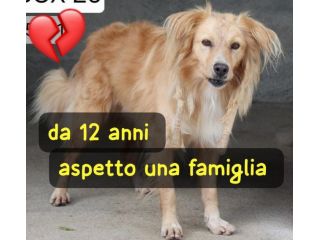 DEREK 12 ANNI taglia media IN CANILE DA SEMPRE…