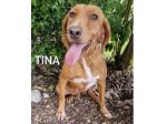 Tina segugia