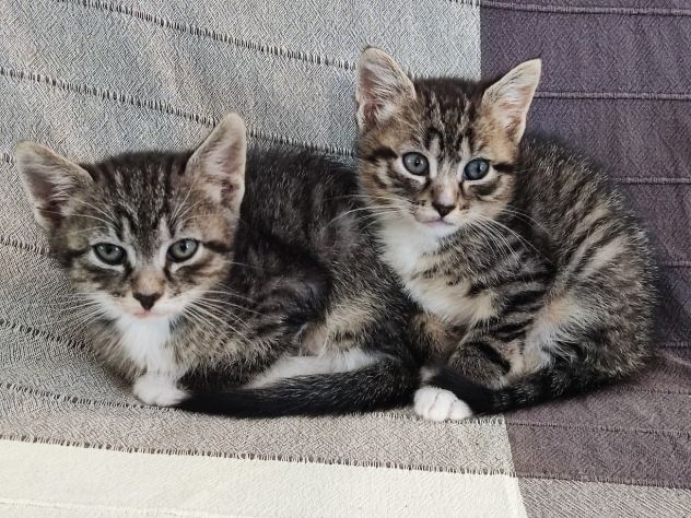 Bellissimi micetti in regalo - Foto 10