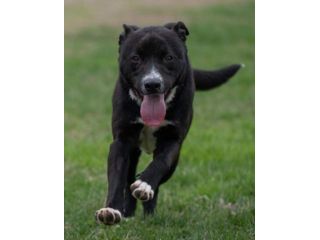 CICCIO, indipendente meticcio nero cerca casa