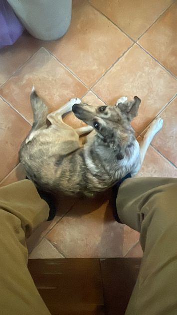 Cani - Foto 3
