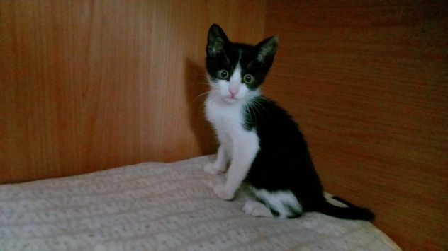 FELIX, adorabile micino in adozione - Foto 10