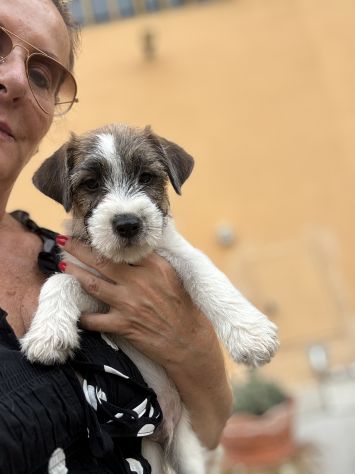 Cuccioli di Jack Russell Terrier - Foto 3