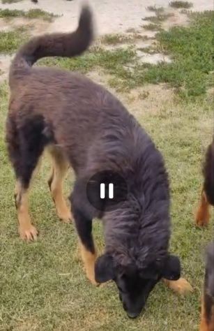 Sissy: cucciolona taglia grande socievole - Foto 3
