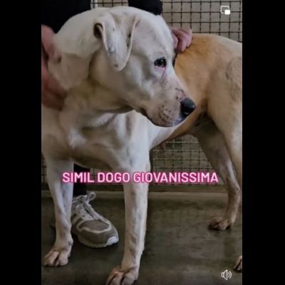 BLOOM AFFETTUOSA CAGNOLONA IN ADOZIONE - Foto 3