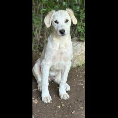 SALLY DELIZIOSA CUCCIOLA IN ADOZIONE