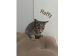 Tanti gattini meravigliosi cercano famiglia