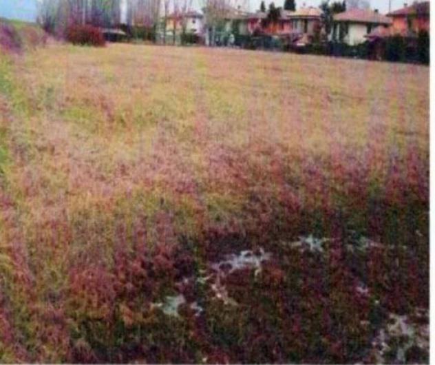 Immobile in asta di 18099 m² in vendita a Santa Caterina d'Este - Foto 4