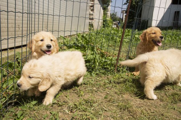 GOLDEN RETRIEVER CUCCIOLI - Foto 4