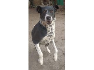 Kika