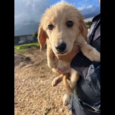 RUPERT ADORABILE CUCCIOLO IN ADOZIONE - Foto 4