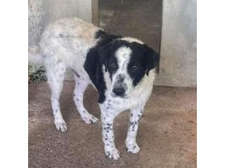GIOBBE LO SGUARDO DELLA RASSEGNAZIONE. CAGNOLINO IN ADOZIONE
