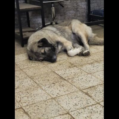 Meravigliosa PRINCESSE CAGNOLONA IN ADOZIONE - Foto 7