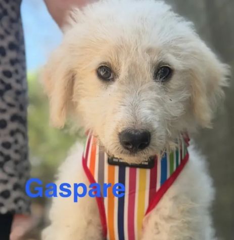 Cuccioli di tre mesi cercano casa - Foto 6