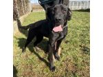 POPPY DELIZIOSA E GIOIOSA, SIMIL LABRADOR CANE IN ADOZIONE
