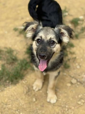 BOUNTY, cucciolo TG PICCOLA tanto coccolone! - Foto 3