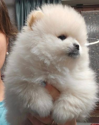 Volpino di pomerania pedigree