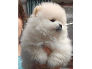 Volpino di pomerania pedigree