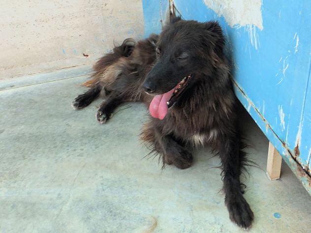 Lobo (taglia mediogrande) - Foto 3