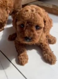 Cuccioli di Barboncino Red