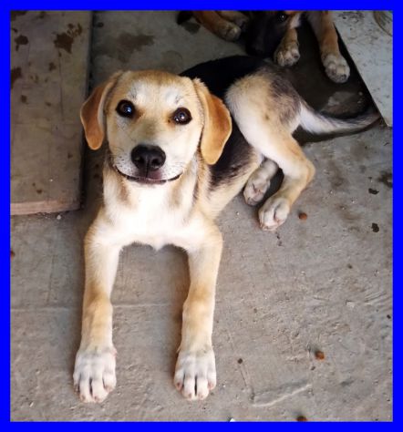 ROGER, CUCCIOLO SIMIL BEAGLE CERCA CASA - Foto 2