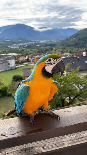Educazione e training per pappagalli – Trentino 🦜