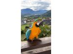 Educazione e training per pappagalli – Trentino 🦜