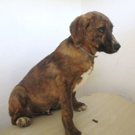 JACK, cucciolotto in cerca d’amore - Foto 2