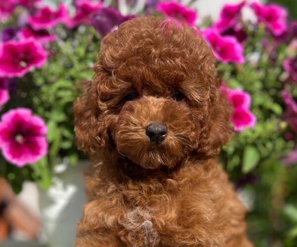 Cuccioli di Barboncino Toy- pagamento rateizzabile - Foto 3
