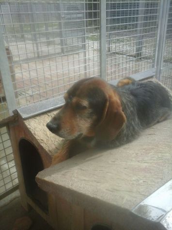 Segugino 13anni TUTTI DI CANILE non facciamolo morire in box!URBINO - Foto 5