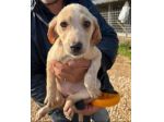 SALLY COCCOLINA AMOROSA, CUCCIOLA IN ADOZIONE