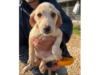 SALLY COCCOLINA AMOROSA, CUCCIOLA IN ADOZIONE