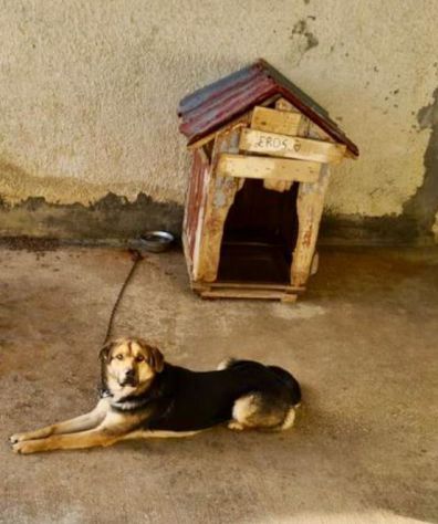 5anni mix Pastore Ted. dopo la catena senza 1tetto,da 2anni a BERGAMO - Foto 4
