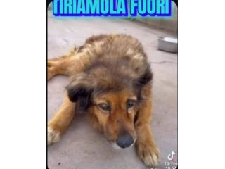 CELESTE FEMMINA 15ANNI IN BOX MAI USCITA DAL CANILE! SICILIA