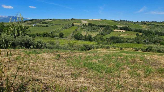 Uliveto in vendita a Castel Frentano - Foto 6