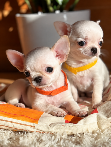 Chihuahua mini toy - Cuccioli piccolissimi, 3 mesi - Foto 2
